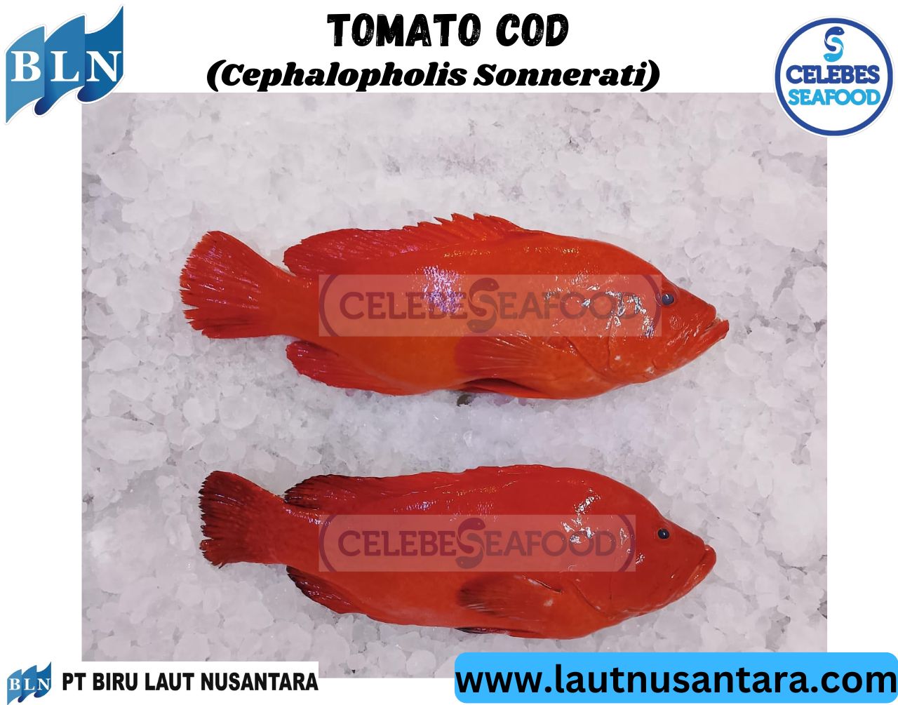 TOMATO COD WHOLE GILLED GUTTED